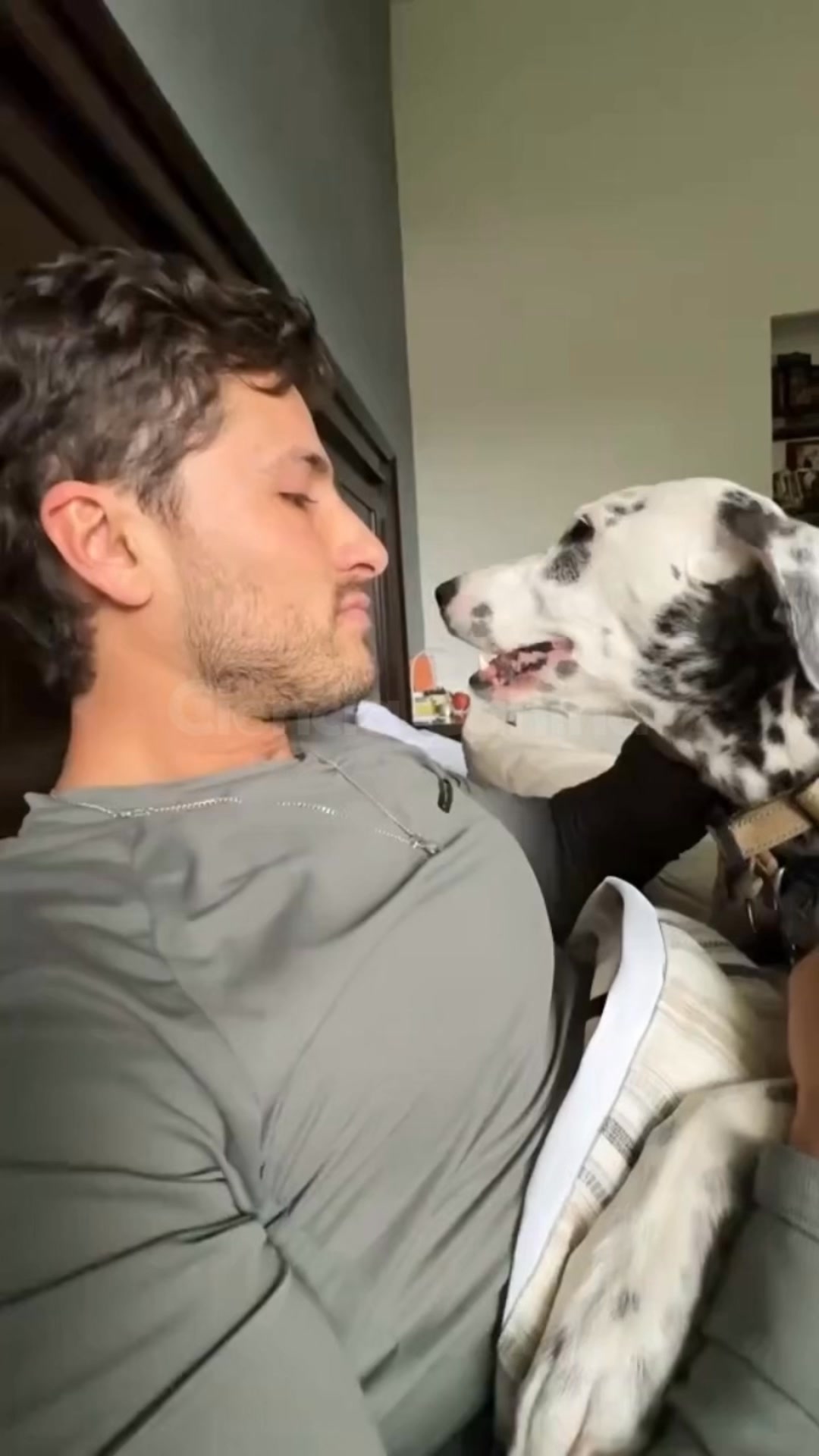 Lee si tu perro no te deja cepillarle los dientes