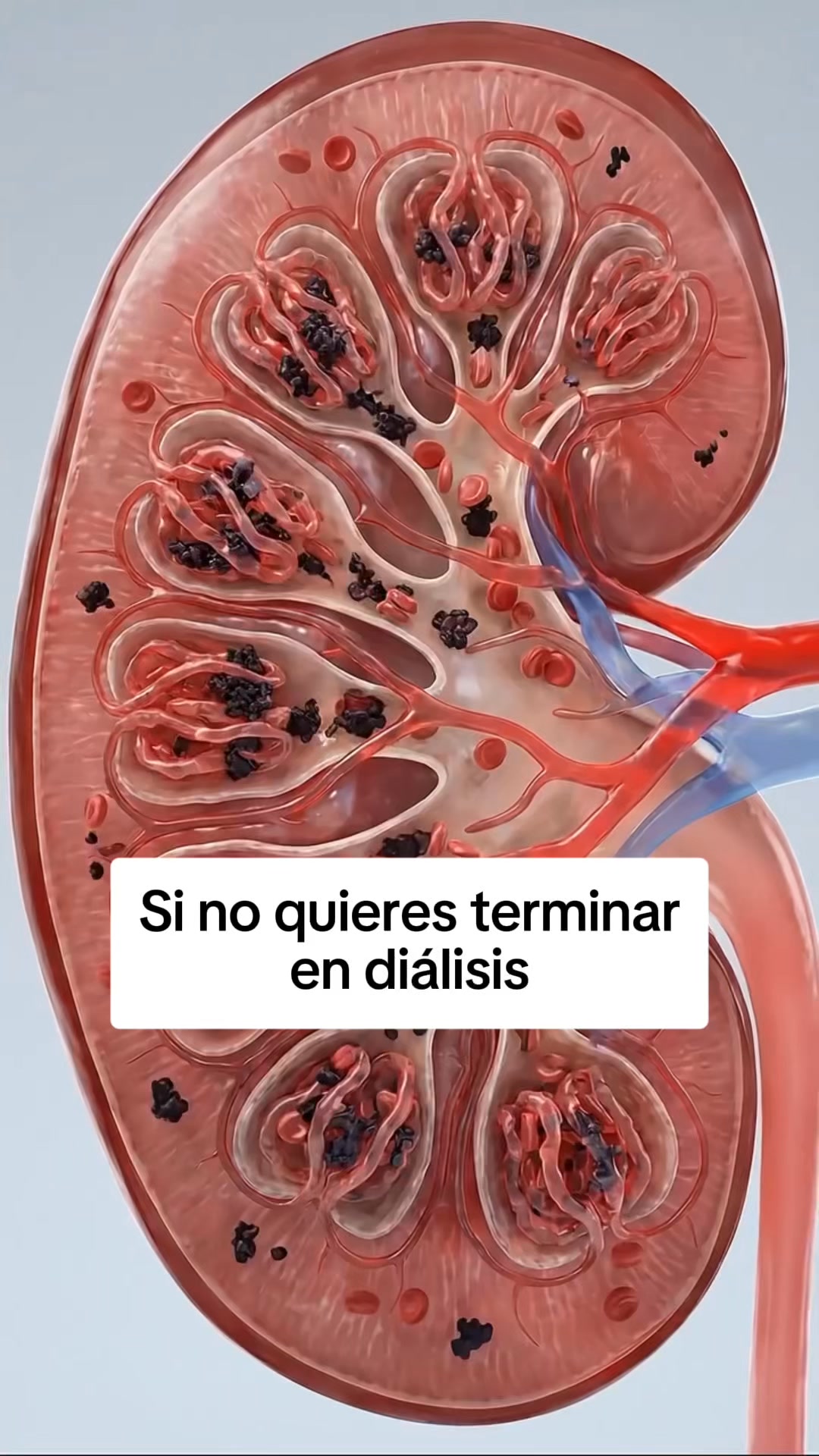Apoya tu drenaje desde dentro