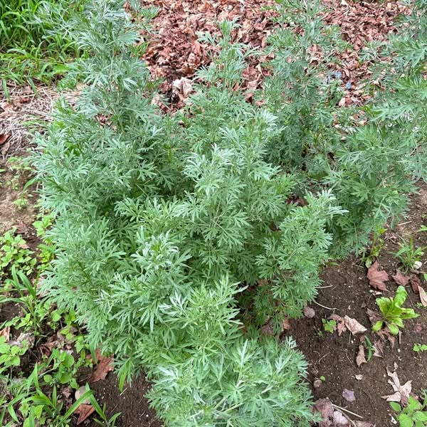 The Plant Named Seven Times in the Bible