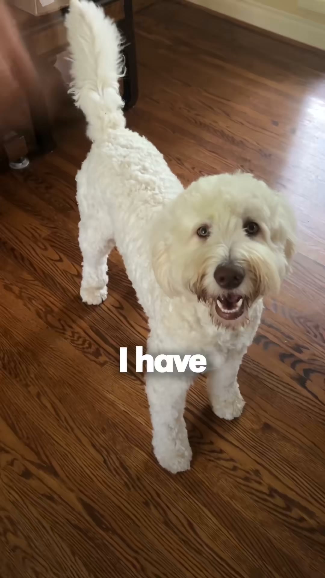 Meet LOOI. A New Kind of Friend.