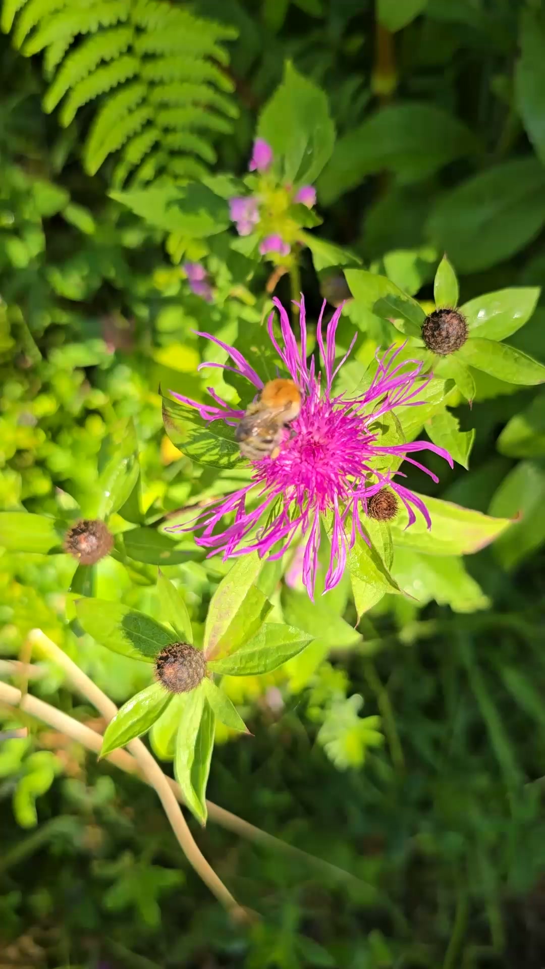 Our honey - pure nature's miracle created by the bees.