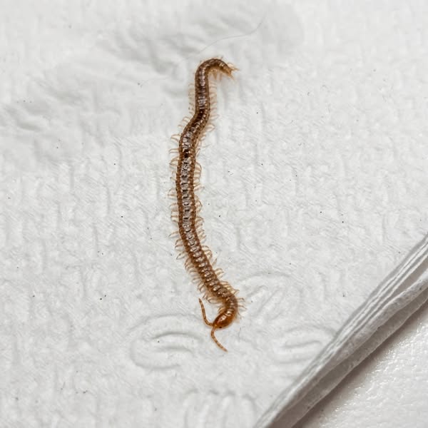 La mia gatta che vive in casa ha vomitato vermi vivi. Non era mai uscita.
