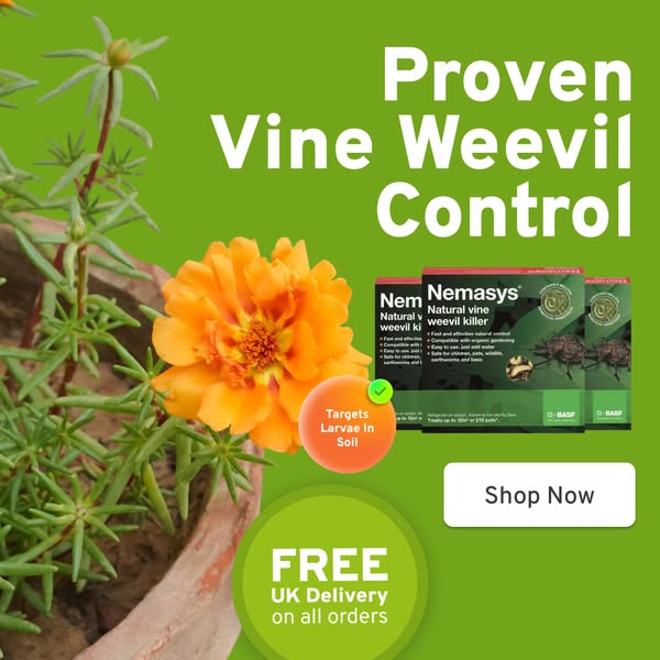 Proven Vine Weevil Control