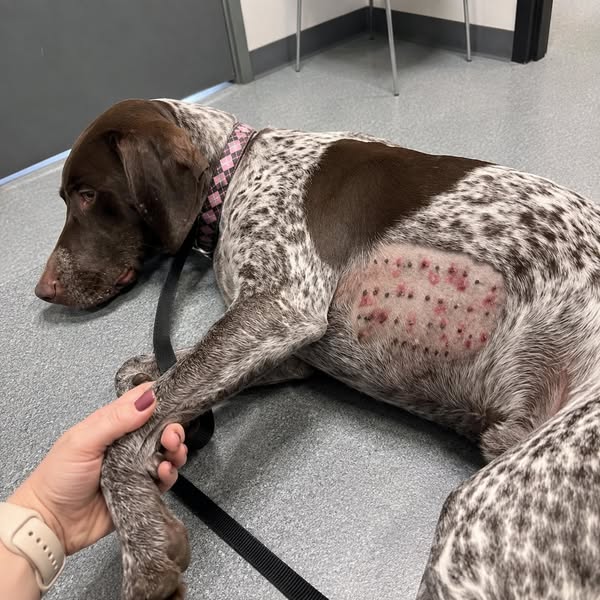 Read This Before Your Next Vet Bill