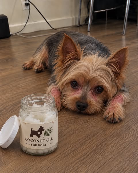 Read this if your yorkie has allergies