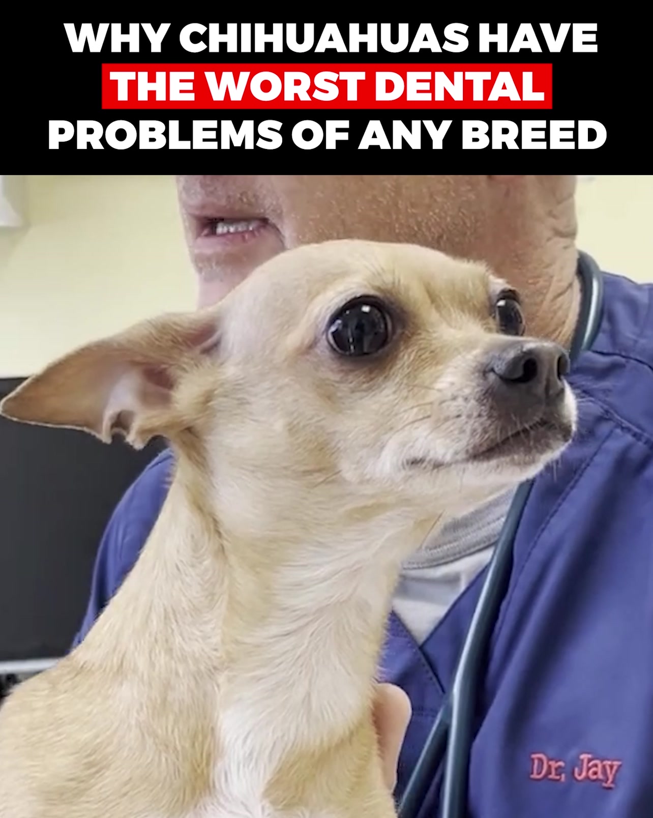 Why Chihuahuas Have The Worst Dental Problems Of Any Breed