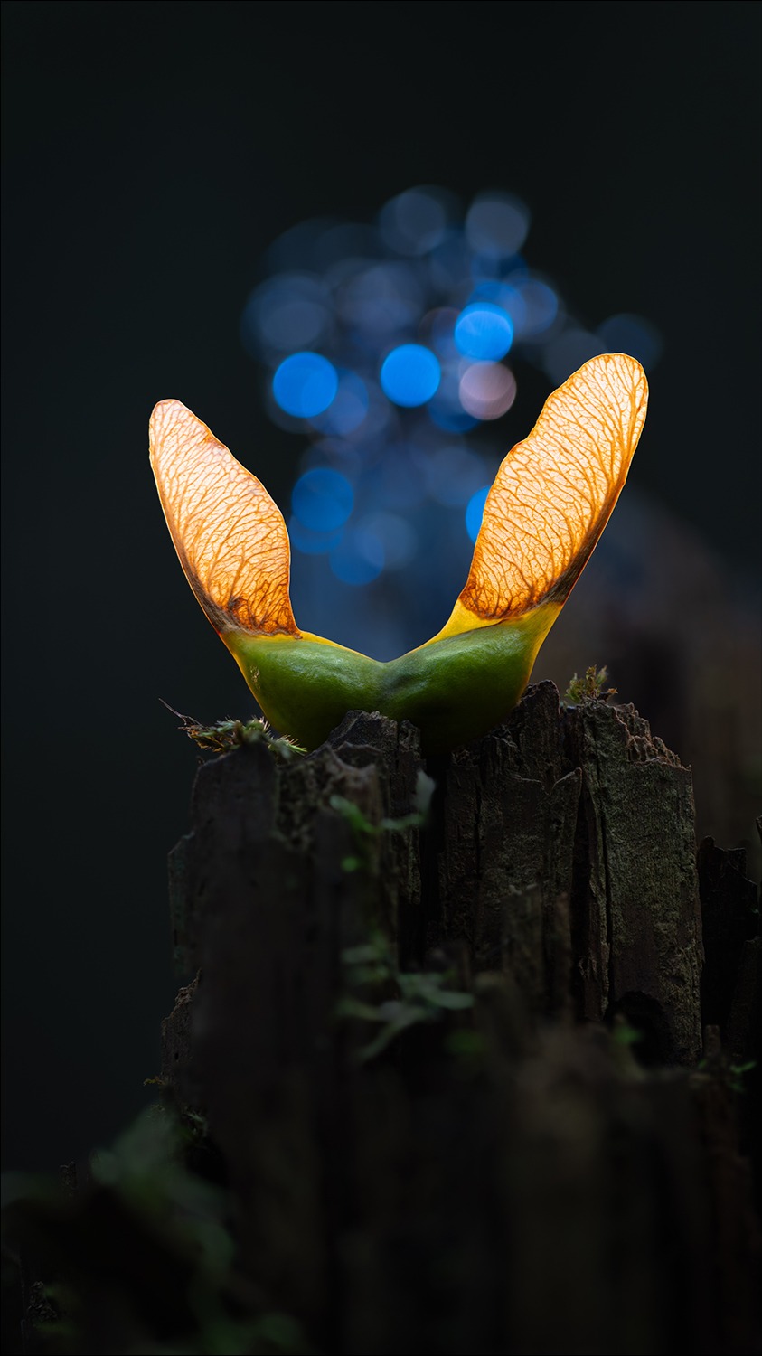 Anúncio de SmallRig