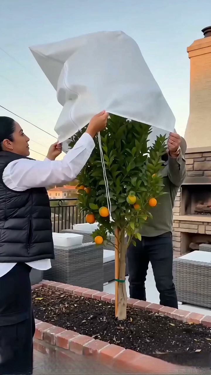 Pflanzenschutzabdeckung gegen Frost