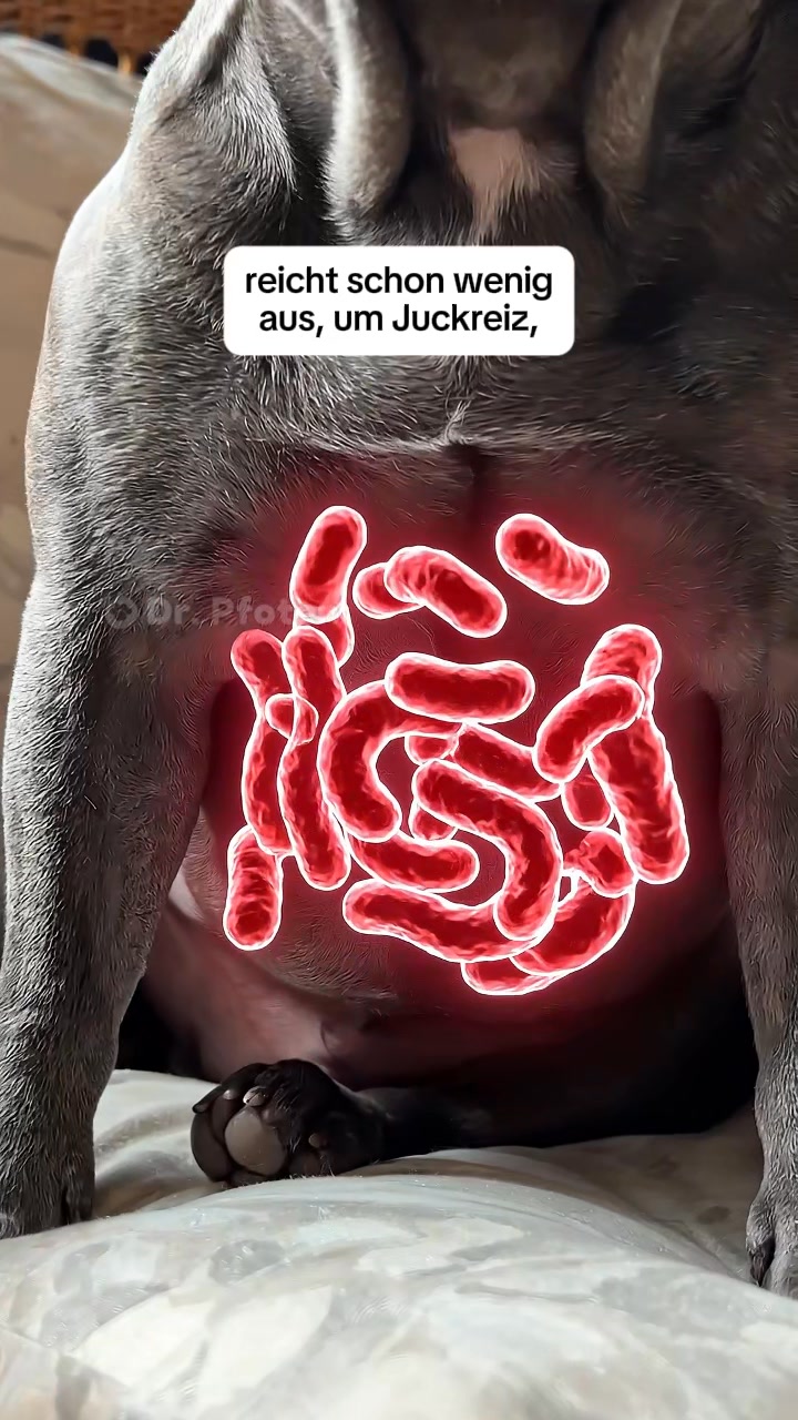 Von Tierärzten empfohlen