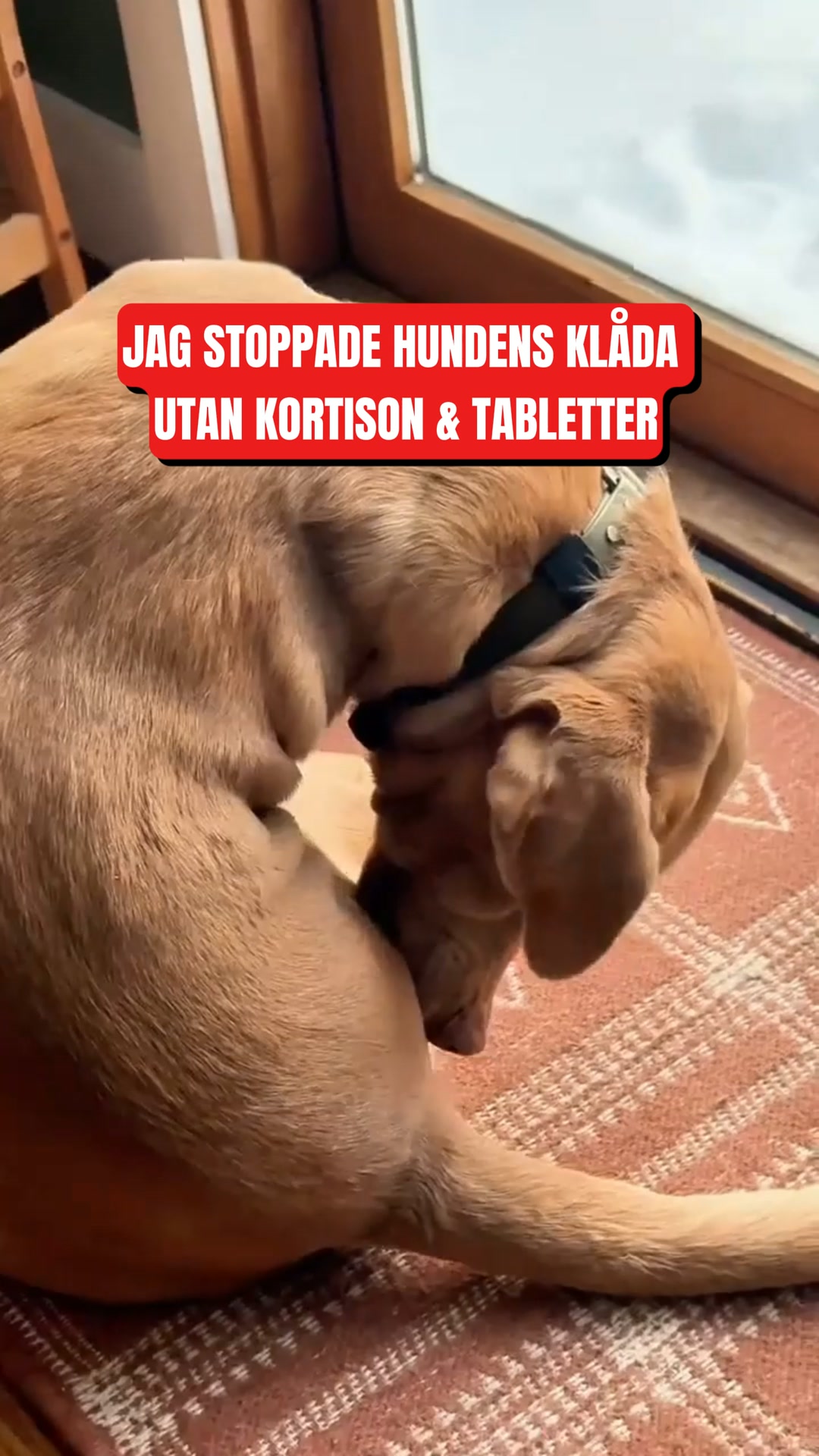 ApotekHunden Probiotika