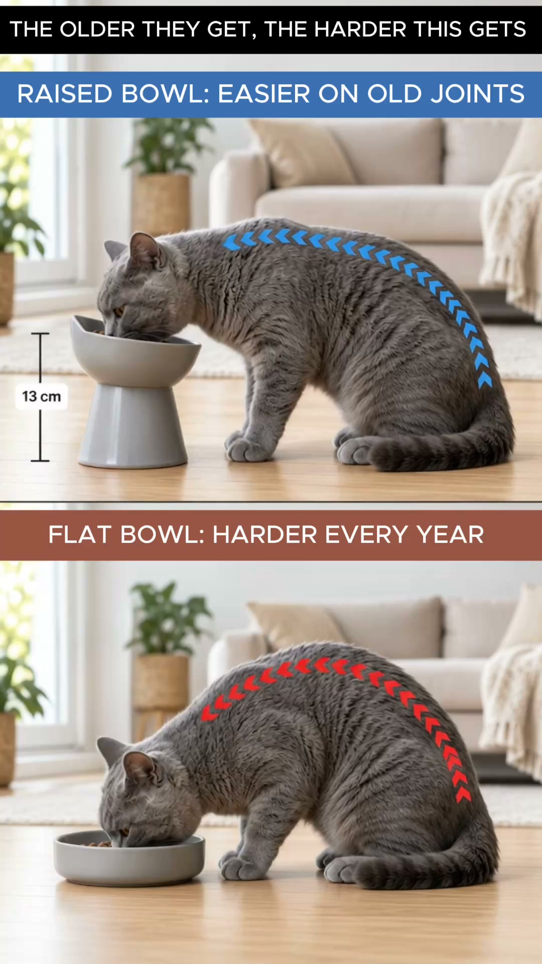 13cm Orthopedic Bowl
