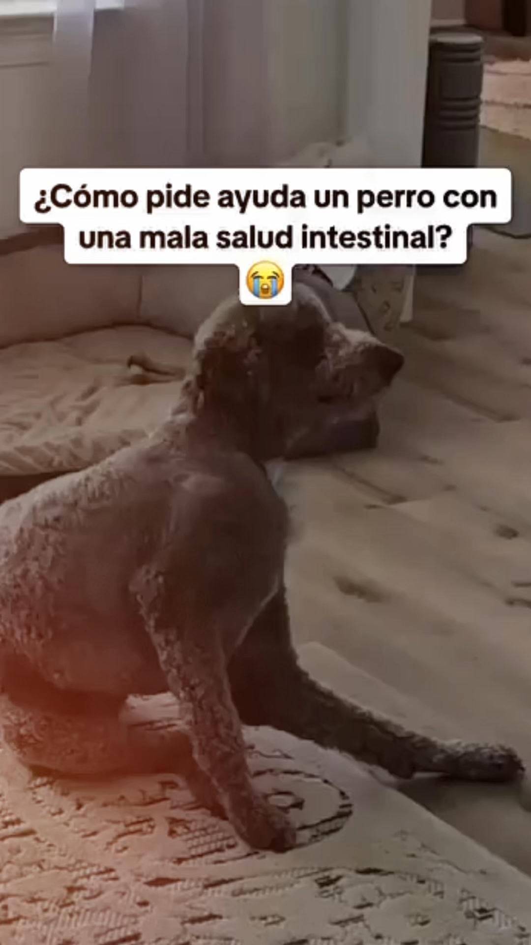 +50.000 perros ya lo usan