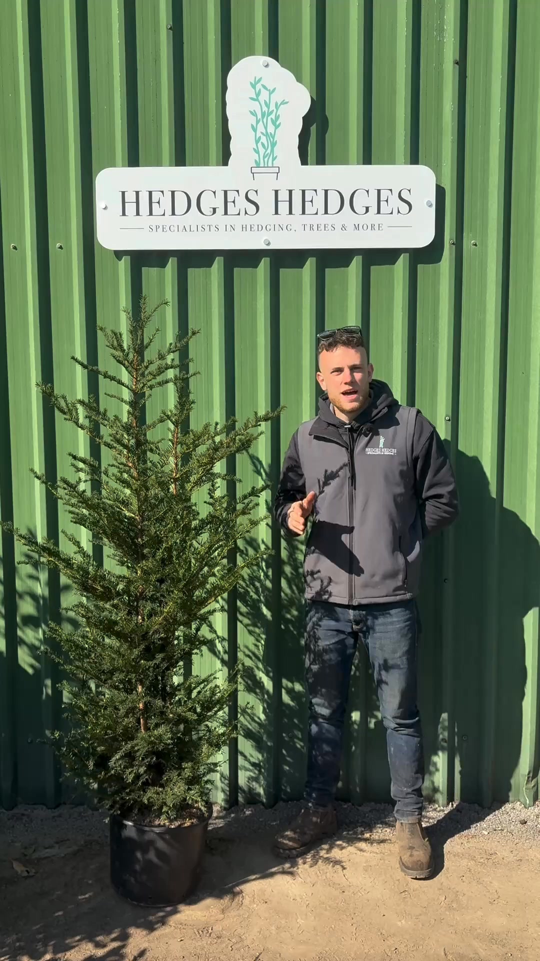 Classic Formal Hedging With English Yew