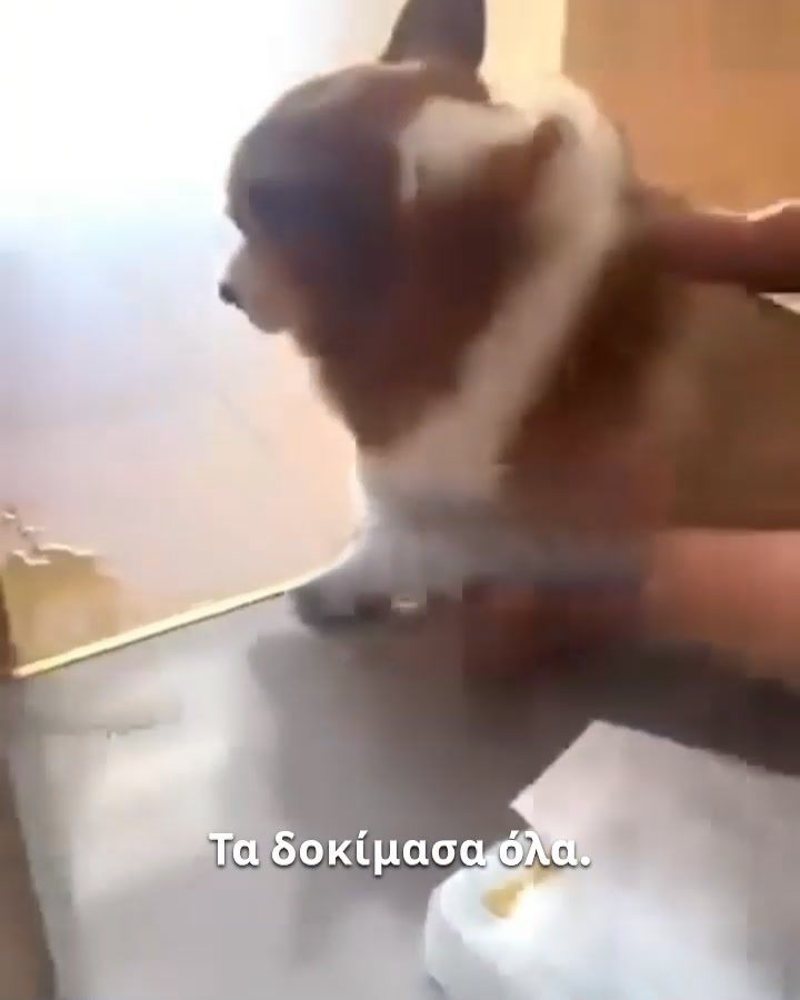 Πιο Ήρεμοι Σκύλοι. Πιο Ευτυχισμένα Σπίτια.