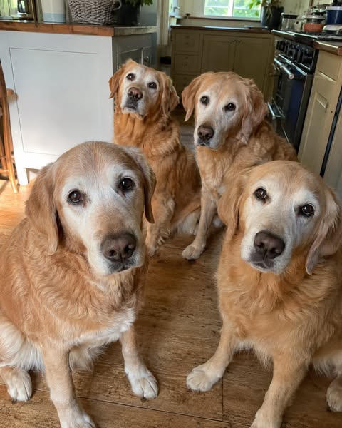 One Family's Dogs Always Lived Past 17 Publication partagée