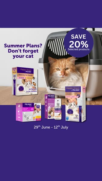 Relax your cat in the heat