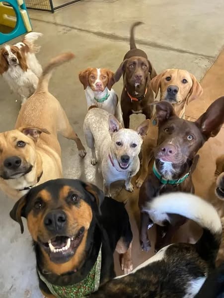 Come impedire rapidamente al cane di fare pipì in casa