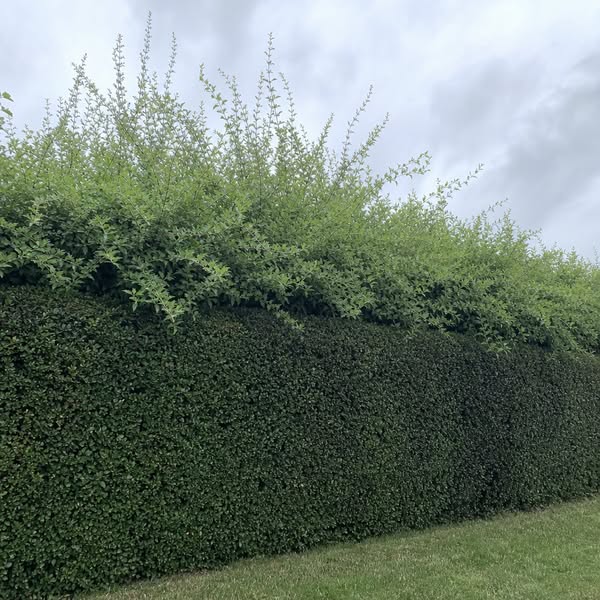 Read This If You Do Your Own Yard Work