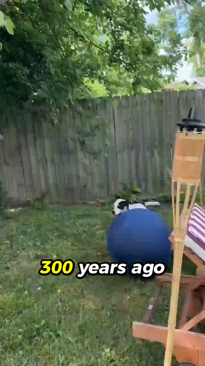 The One Thing Your Dog Actually Needs