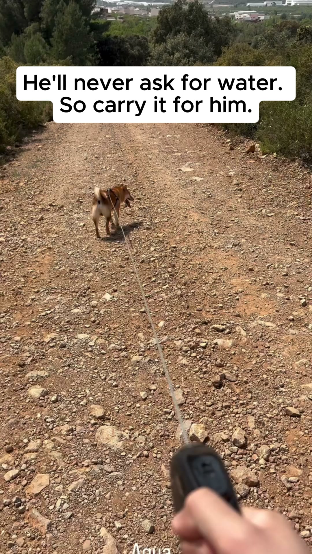 Water for your dog — clipped to your wrist, ready in 3 seconds.