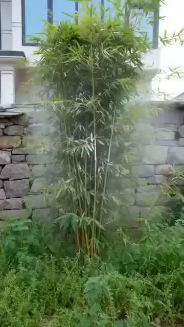 Our Weed Killer Spray is your new garden hero!
