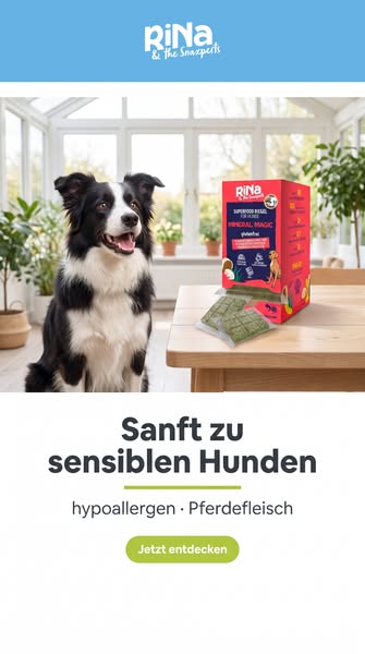 Das Beste für deinen Hund entdecken!