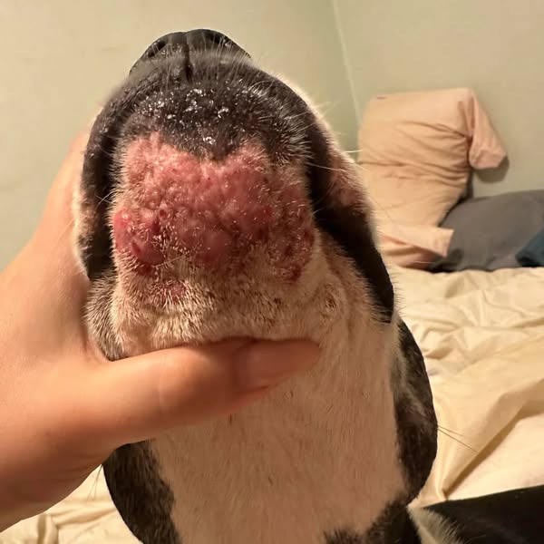 Lies das, wenn dein Hund sich ständig kratzt.