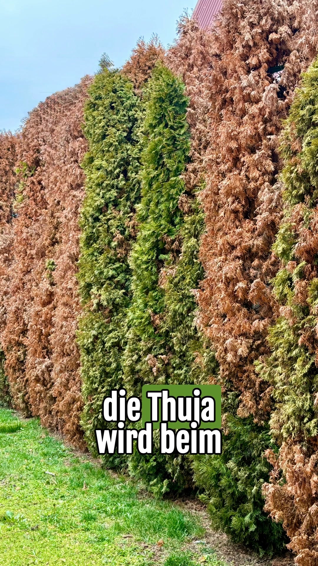 Die Wunder-Hecke – 6 für 3 Aktion