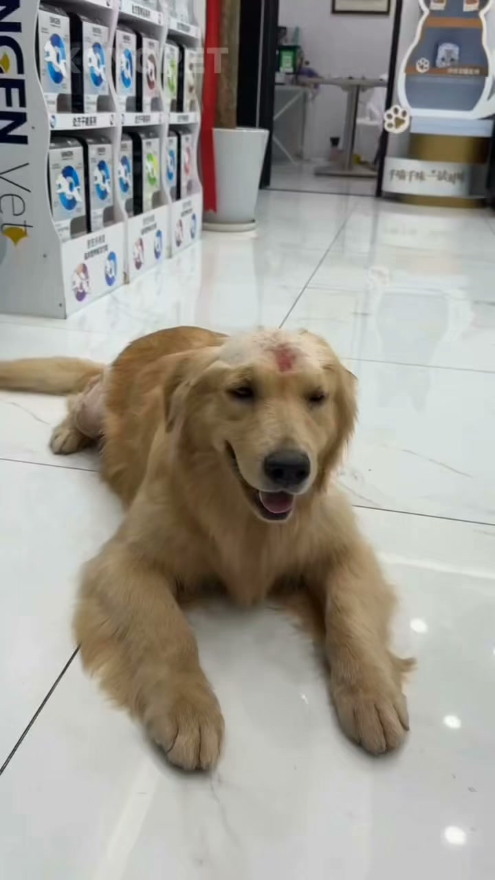 The 3-Step Secret to Managing Your Dog's Sensitive Skin