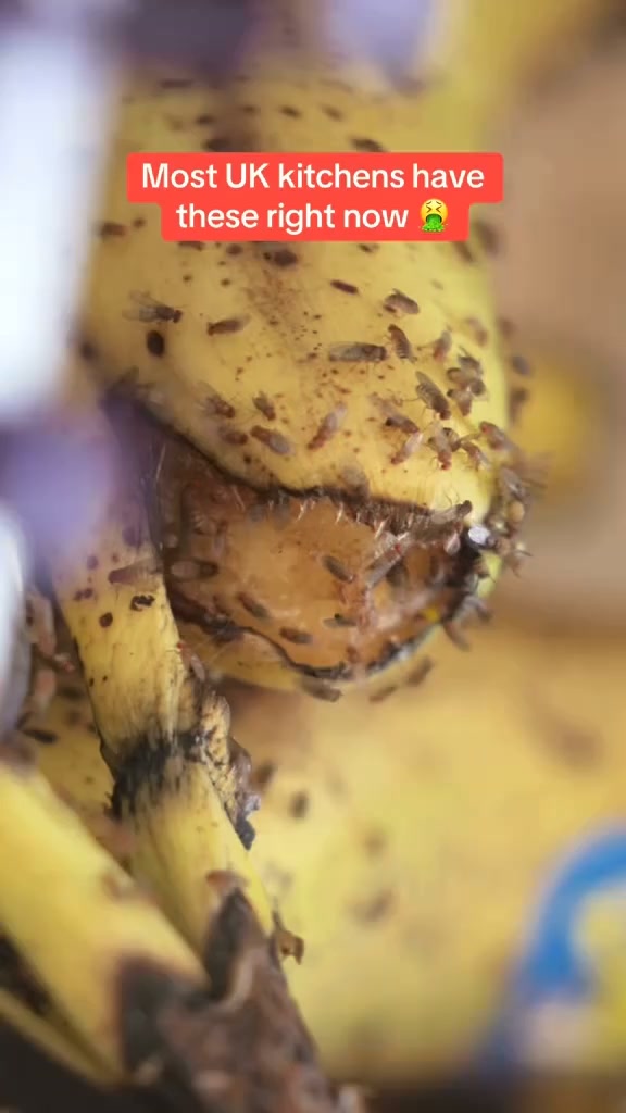 Ultra-Strong Fruit Fly Trap - User Friendly