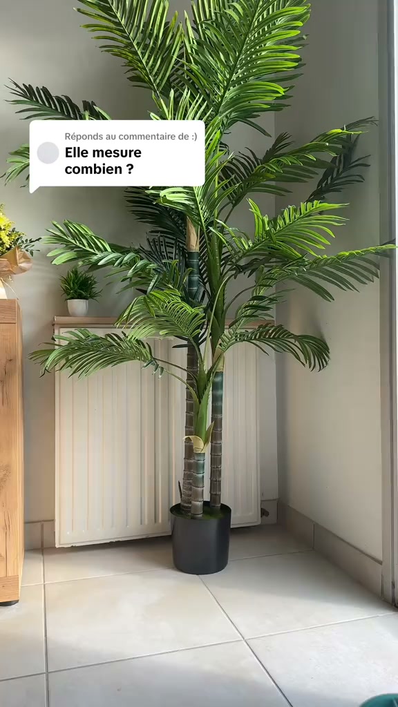 Un palmier de 2 m qui ne meurt jamais