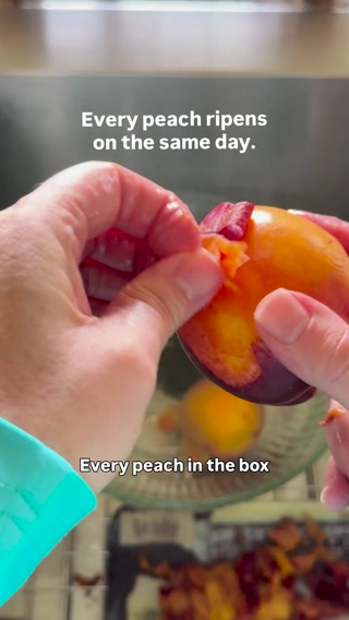 Chef Preserve Vacuum Sealer