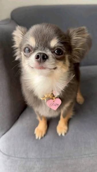 STOP & Read This If You Are A Dog Parent