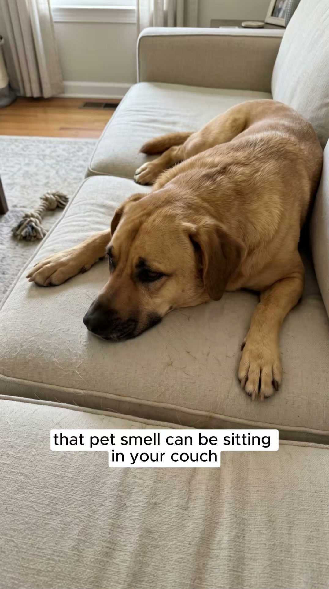 Stop Masking Pet & Home Odor. Eliminate It.