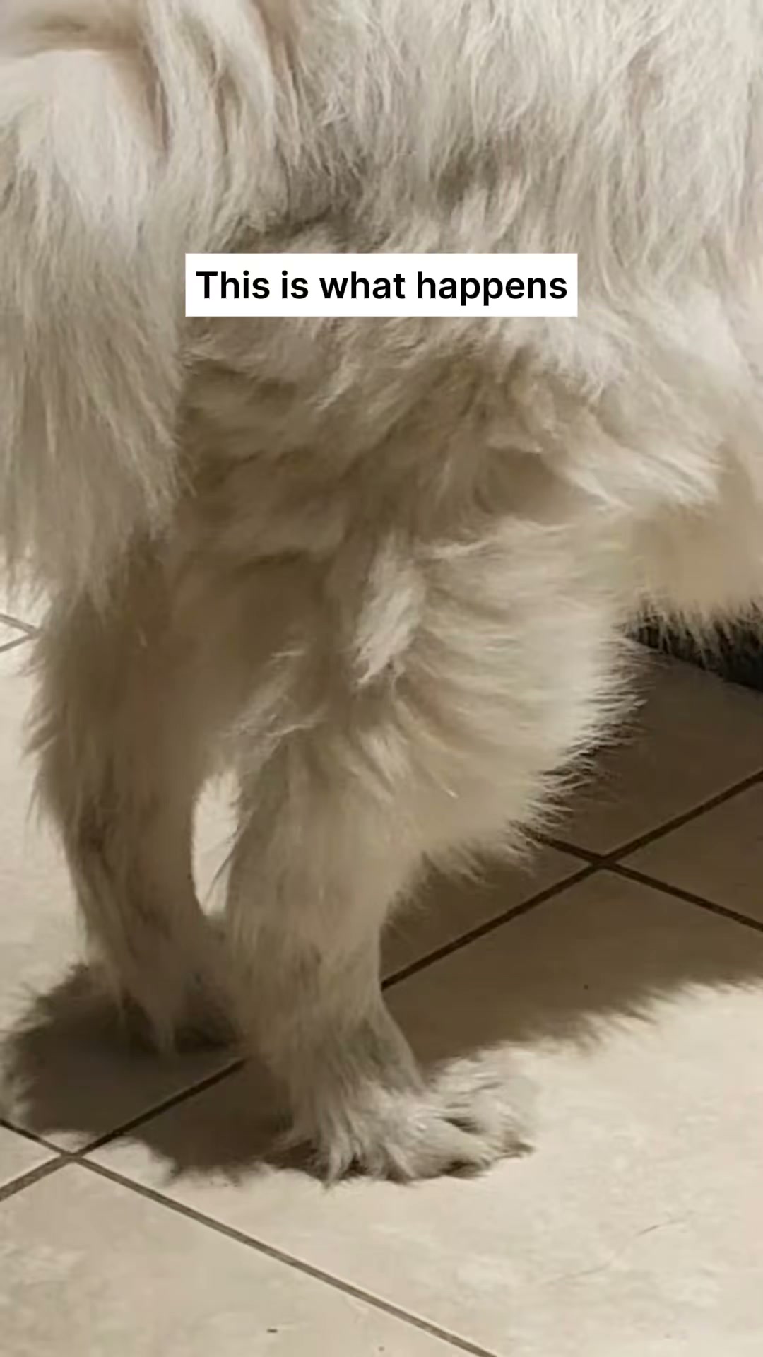 Vets Love It. Dogs Love It. Owners Trust It.