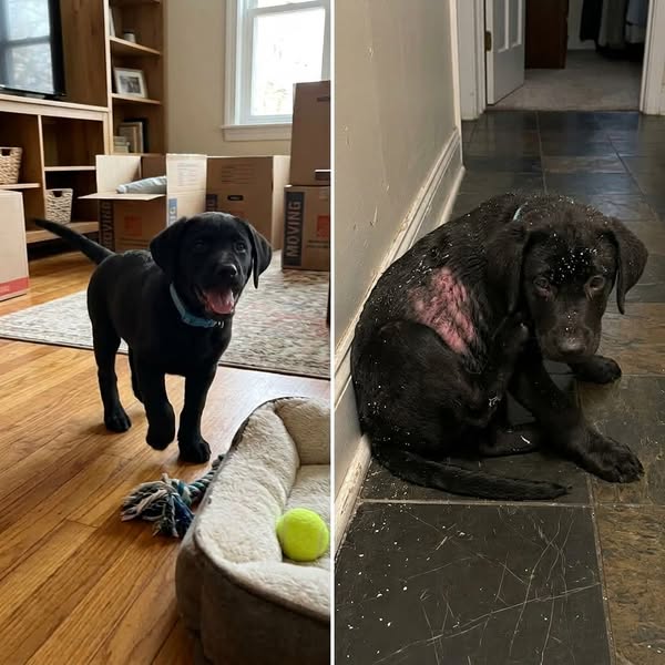The Question That Fixed My Puppy's Flakes in 3 Weeks