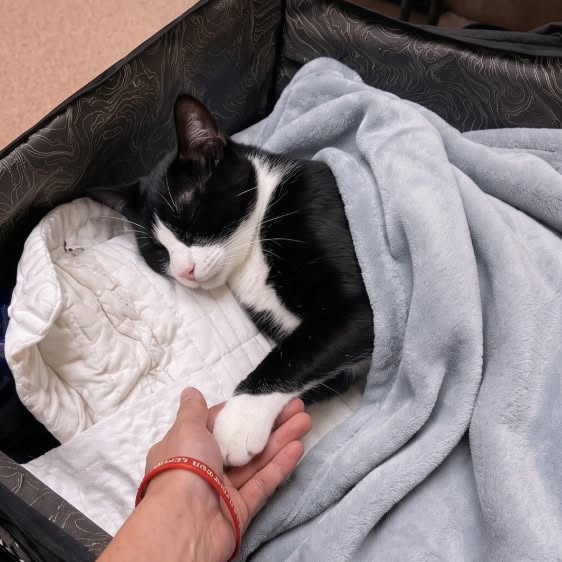 Lies das, um deine Katze zu schützen