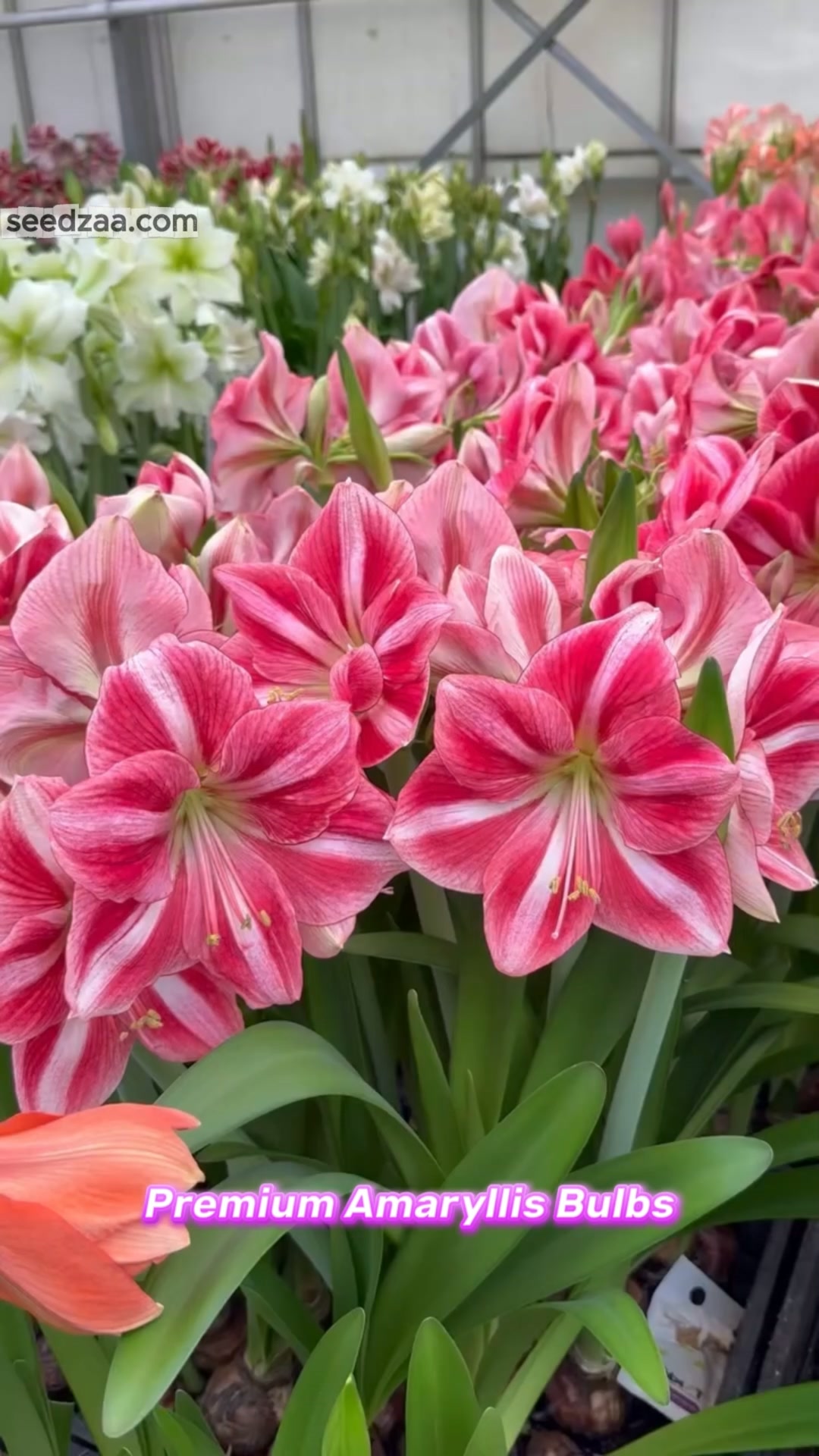 No.1 Giant Double Bloom King – Luxury Perfume Amaryllis Bulbs