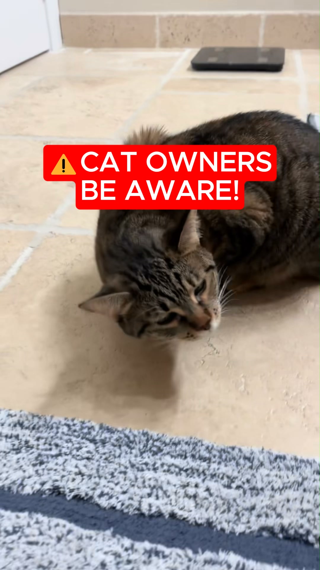 That cough isn't his throat. It's his heart. Here's what Meowgical does.