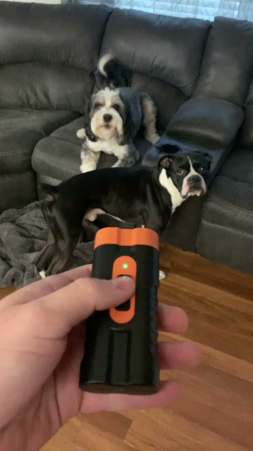 Train Your Dog Gently
