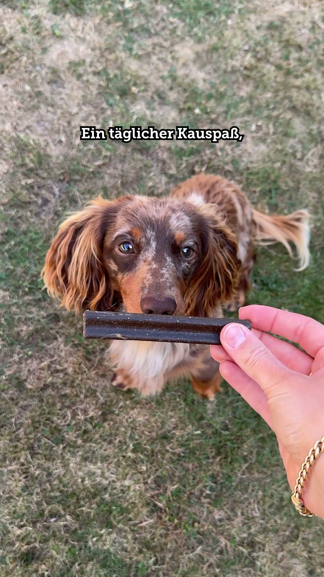 Nur das Beste für deinen Vierbeiner