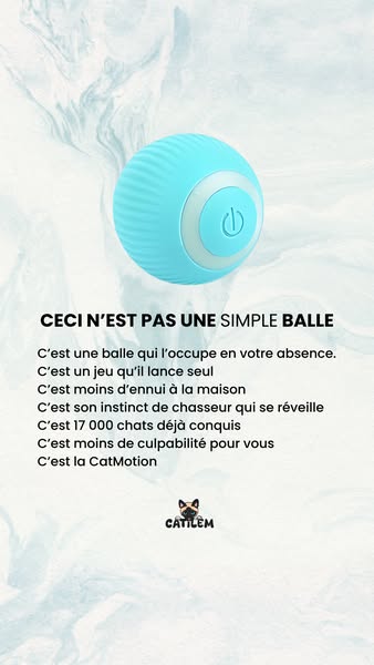 #1 Jouet pour chat