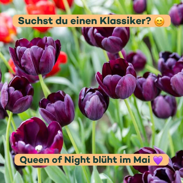 Ein Klassiker unter den dunklen Tulpen
