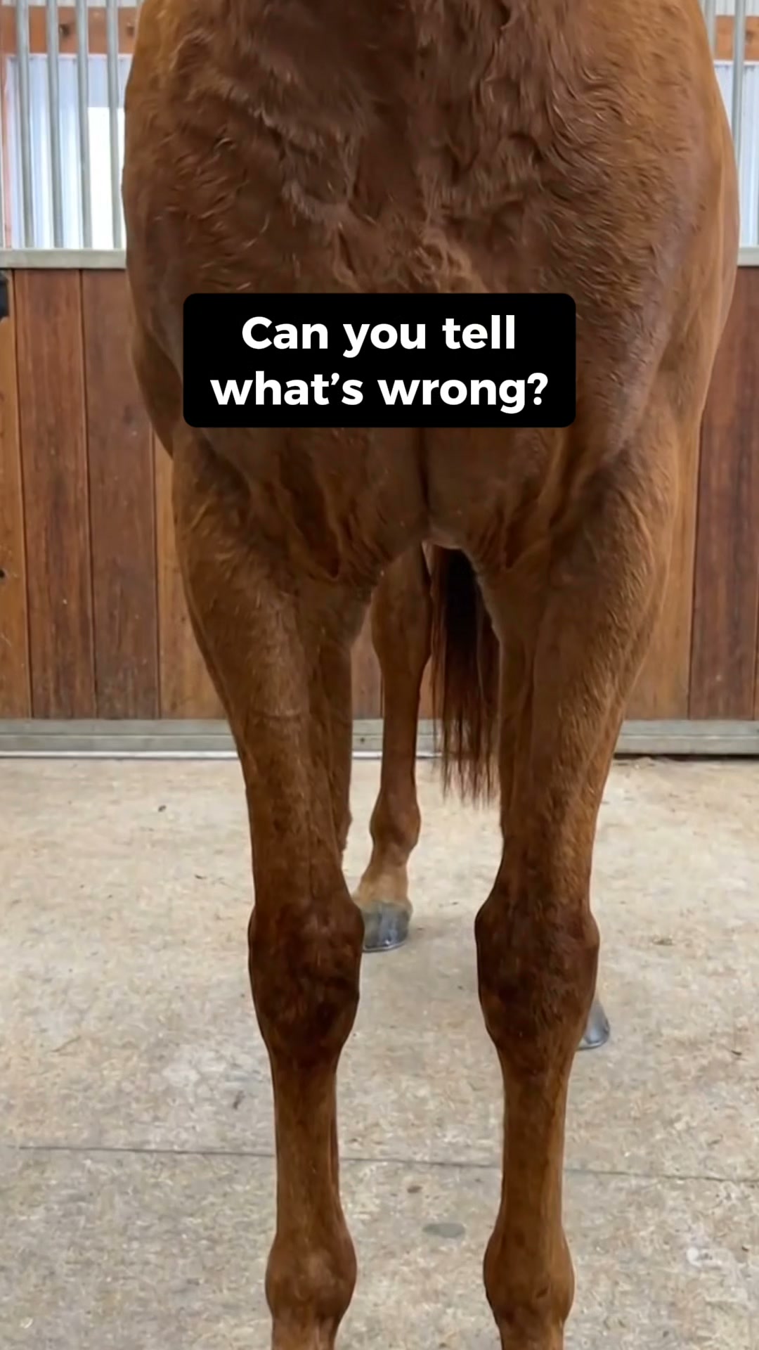EquiOptimus Horse Inflammation Detector (Upgraded System)