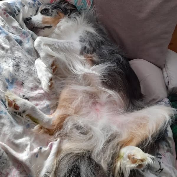 Läs det här om inget har fungerat mot din hunds klåda.