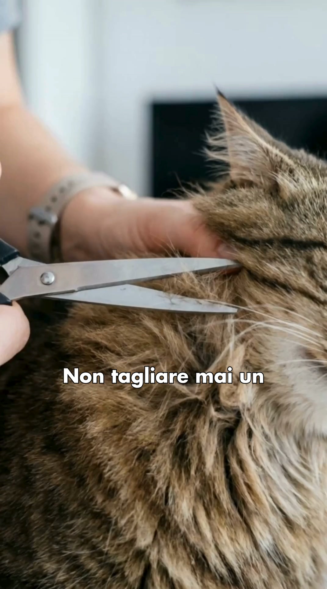 Basta forbici e strappi | Toelettatura sicura per gatti