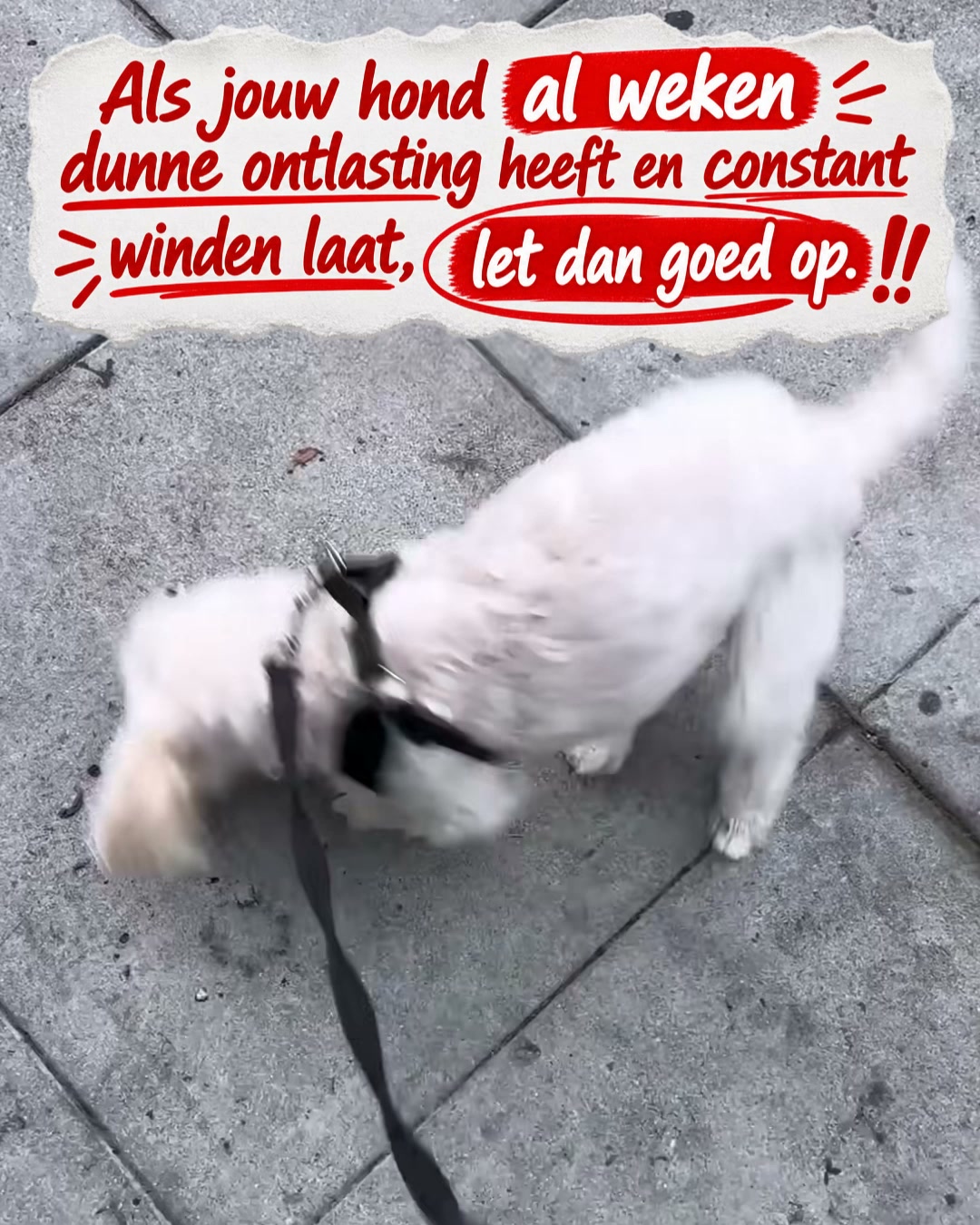 Zo stop je de dunne ontlasting van je hond