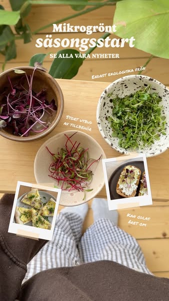 Microgreens-säsongen är igång!