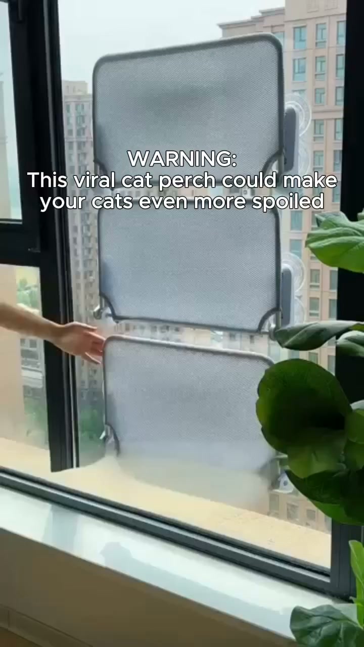 Why Your Cat Won't Leave the Window Alone