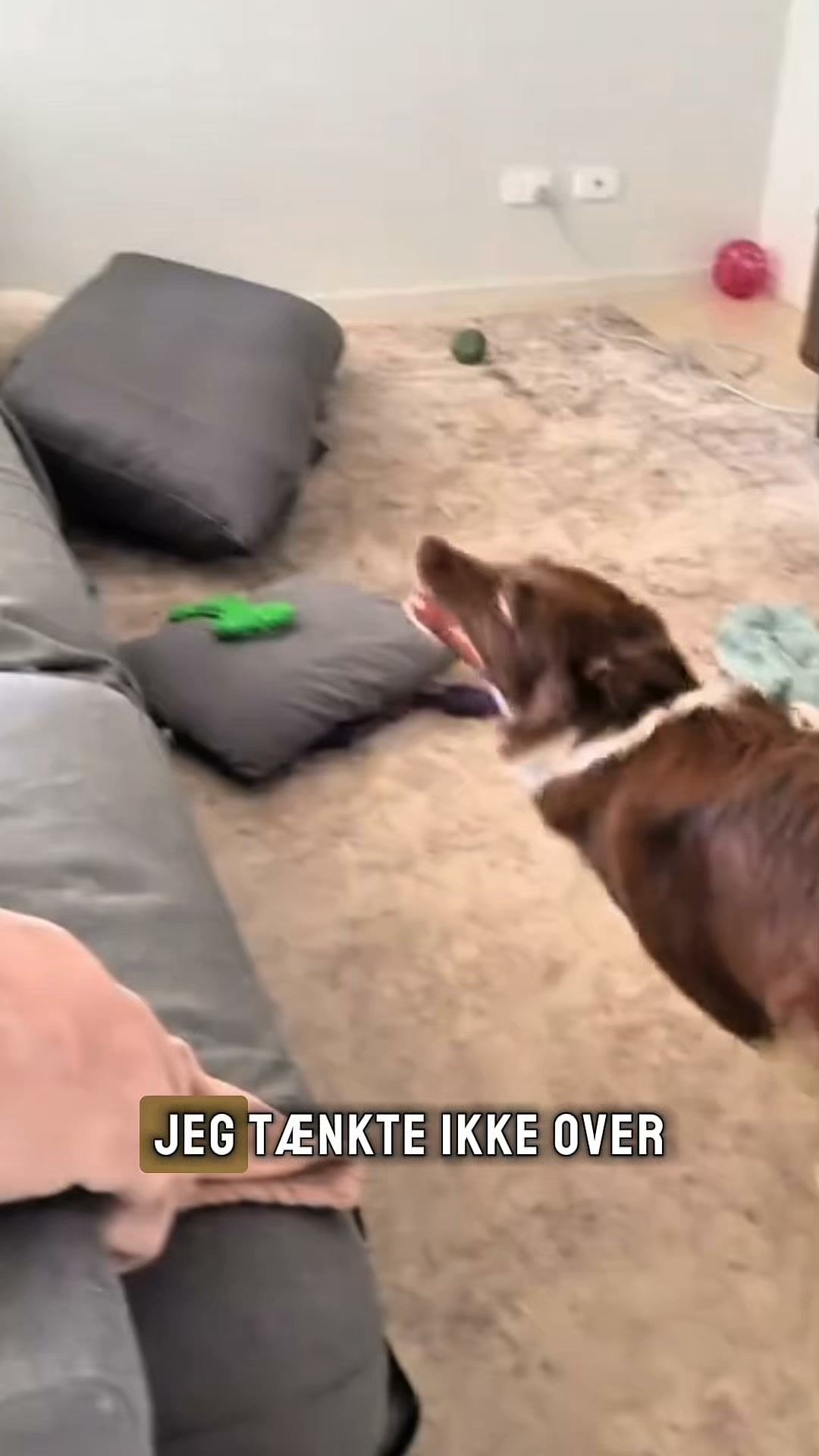 Hund i sofaen? Se denne